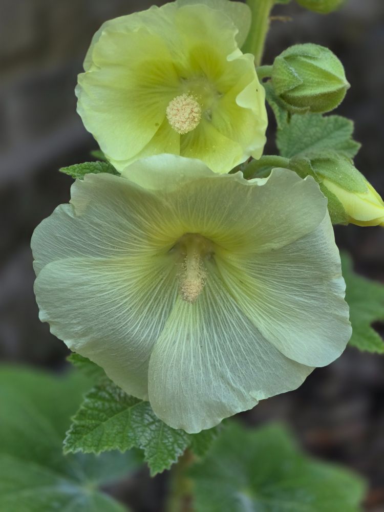 Yellow Hollyhock flowering.
