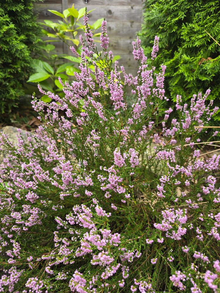 Common Heather flowering.