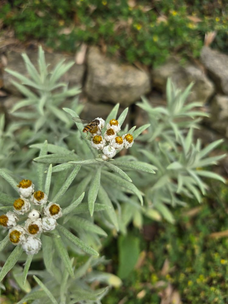 Pearly Everlasting flowering.