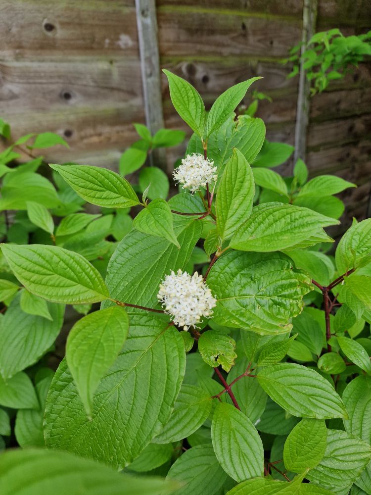 Dogwood flowering.
