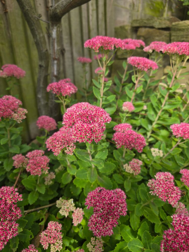 Butterfly Stonecrop flowering.
