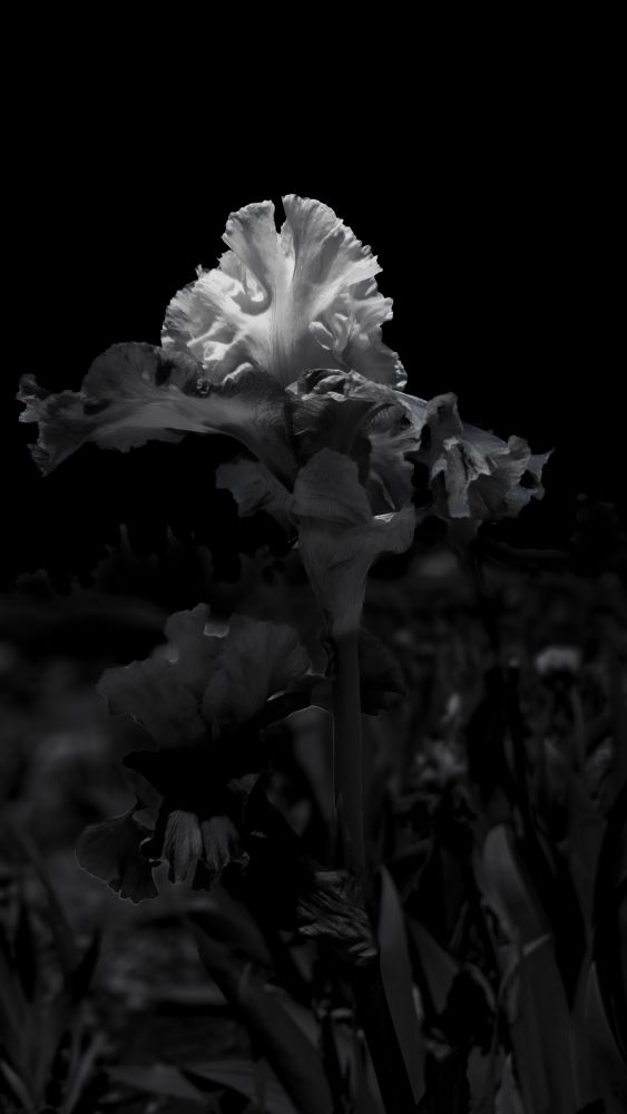 Black and white photograph of bearded iris blooms emphasizing atmosphere and presence.  Photographed by Hellbound Black (Ry Summers).