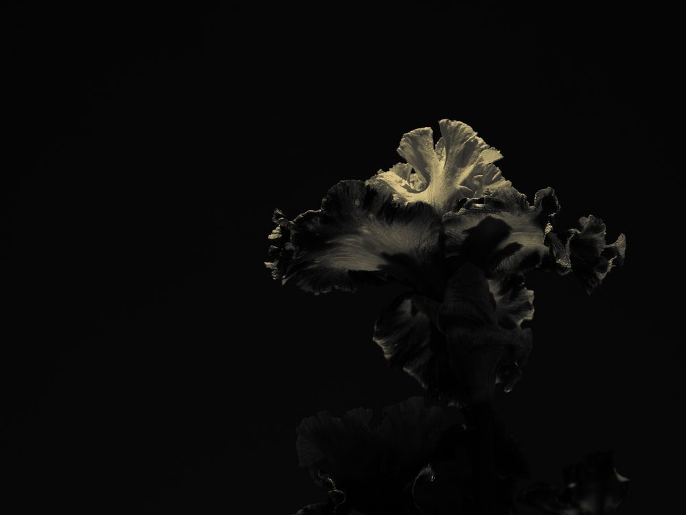 Black and white photograph of bearded iris blooms emphasizing velvety textures and sculptural forms. Photographed by Hellbound Black (Ry Summers).