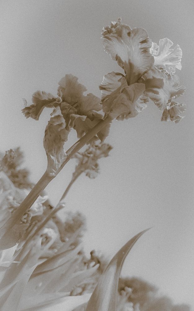 Monochrome photograph of bearded iris blooms emphasizing atmosphere and presence.  Photographed by Hellbound Black (Ry Summers).