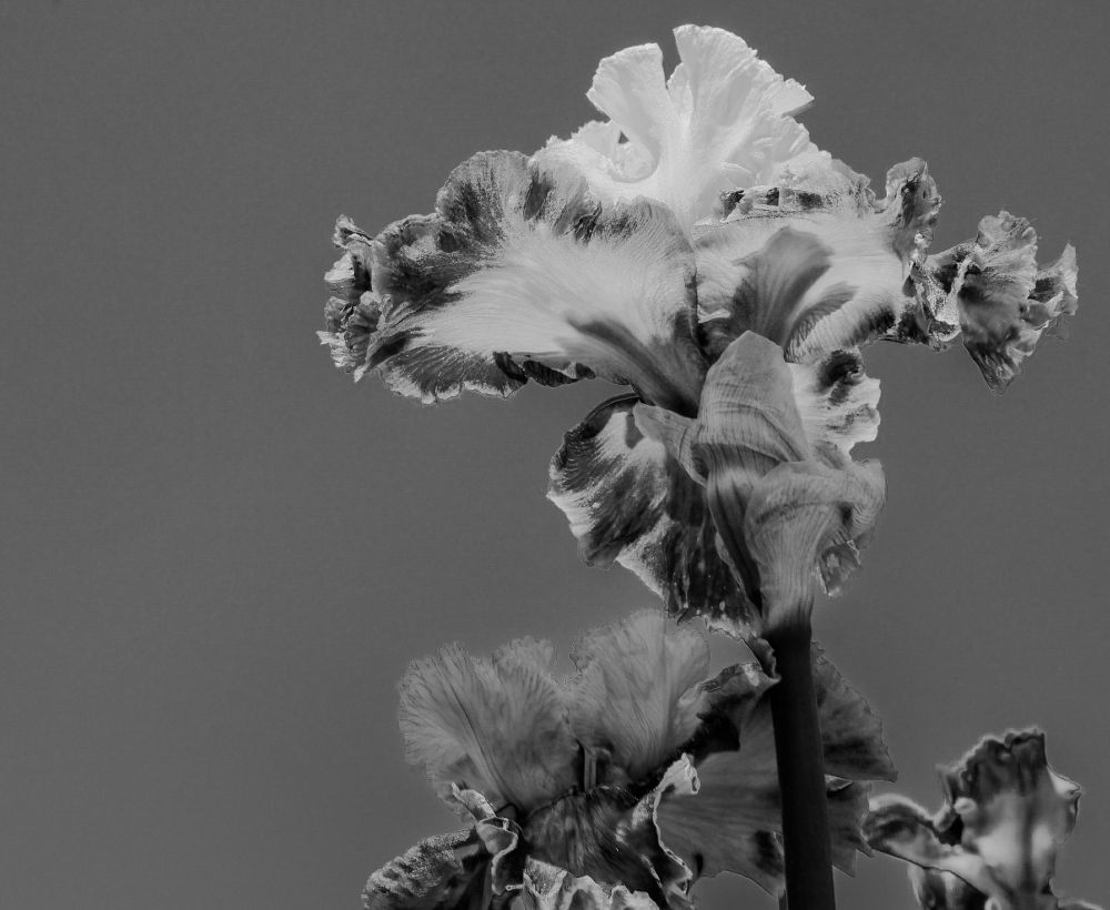 Black and white photograph of bearded iris blooms emphasizing velvety textures and sculptural forms. Photographed by Hellbound Black (Ry Summers).