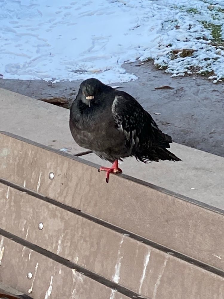 Just the biggest heckkng pigeon you've ever seen. It's black and big and oh so beautiful. It was just sitting on this bench, staring at passersby without a care in the word. Beautiful.