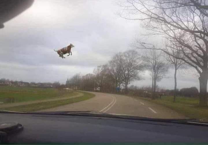 Photo d'une vache qui vole