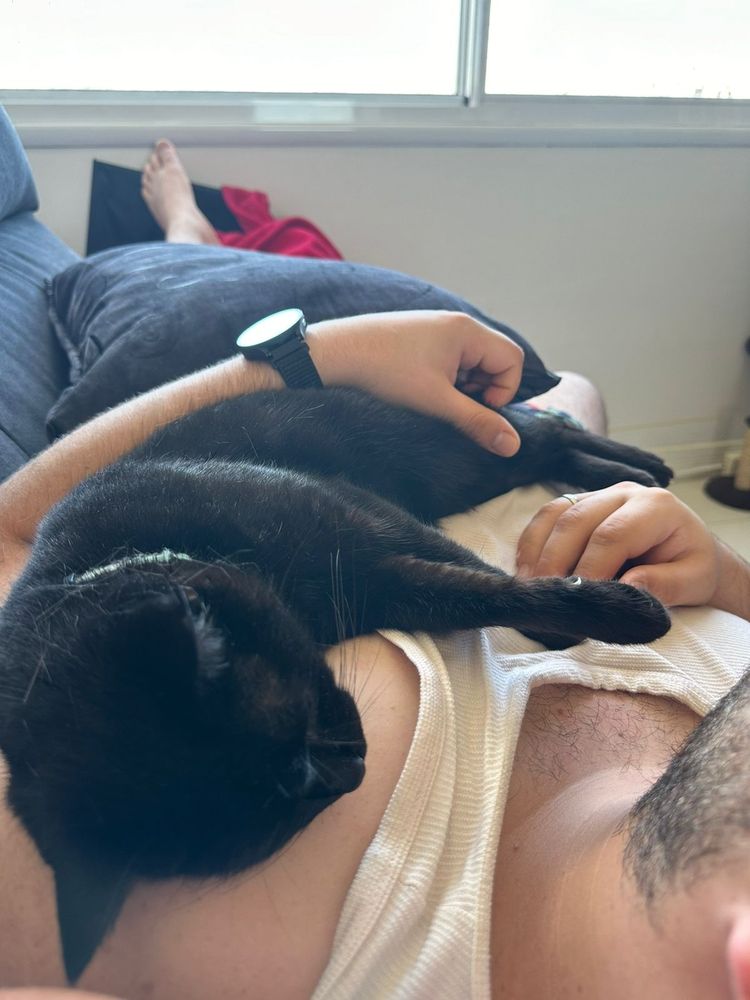 Eu deitado com uma gata chamada Maeve