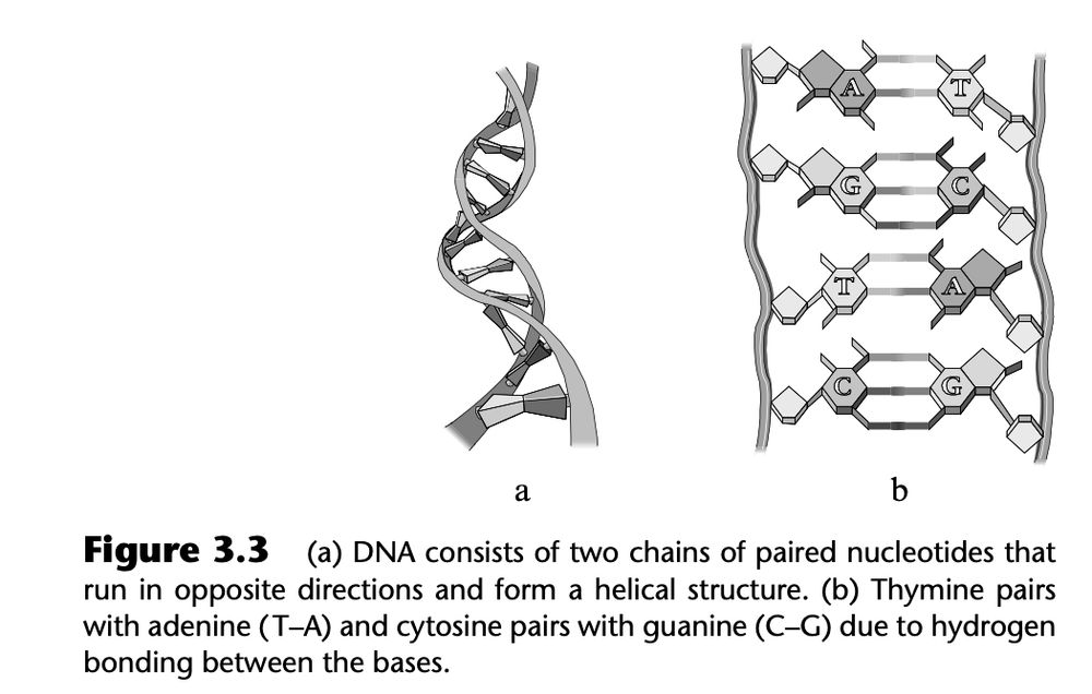 A figure of DNA, just labeled DNA. But the structure is left-handed rather than right-handed.