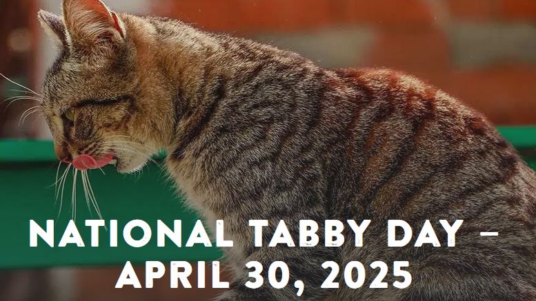 Picture of Tabby Cat With Text "National Tabby Day - April, 30, 2025"
