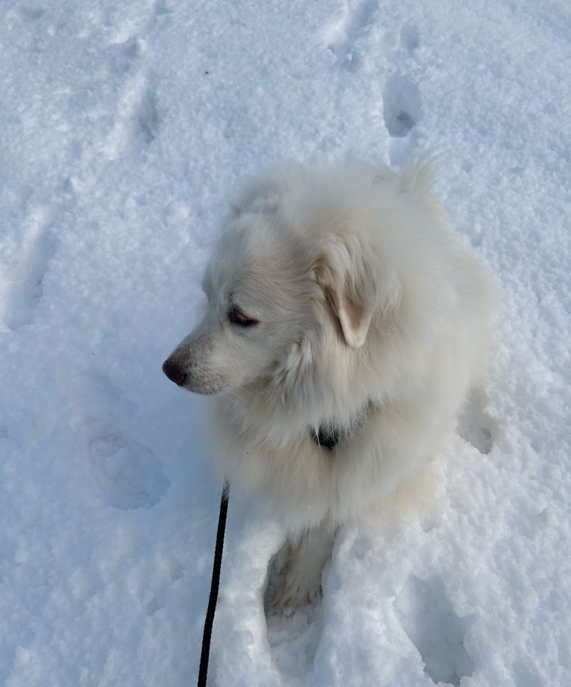 A white GP sits in a footprint in the snow, focused on whatever noise has peaked her interest. Probably a diesel truck 🙄🙄🙄 (Her arch-nemesis)