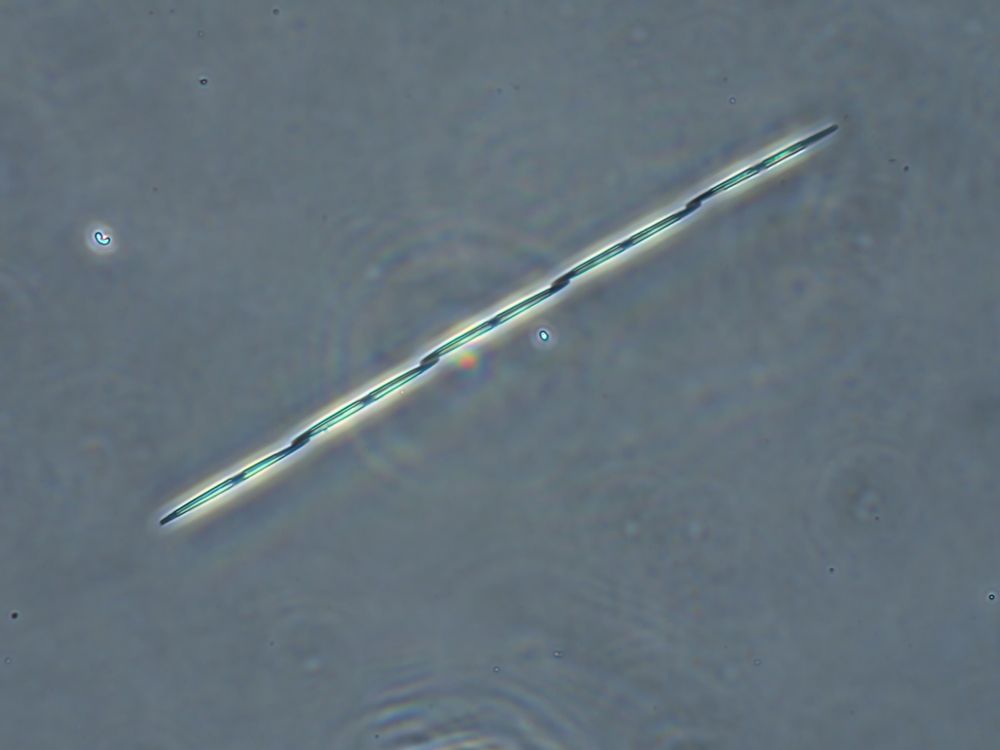 Pseudo-nitzschia sp.