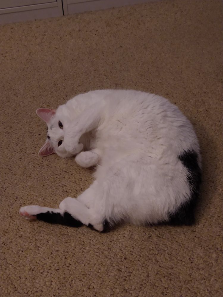 A bobtail cat lays on the floor, on his side in a lightly curled up pose. He is mostly white, with black spots. His face is pointed at the viewer, and he is peeking his eyes over a paw that covers the lower half of his face. His eyes are making a calm, comfortable expression.