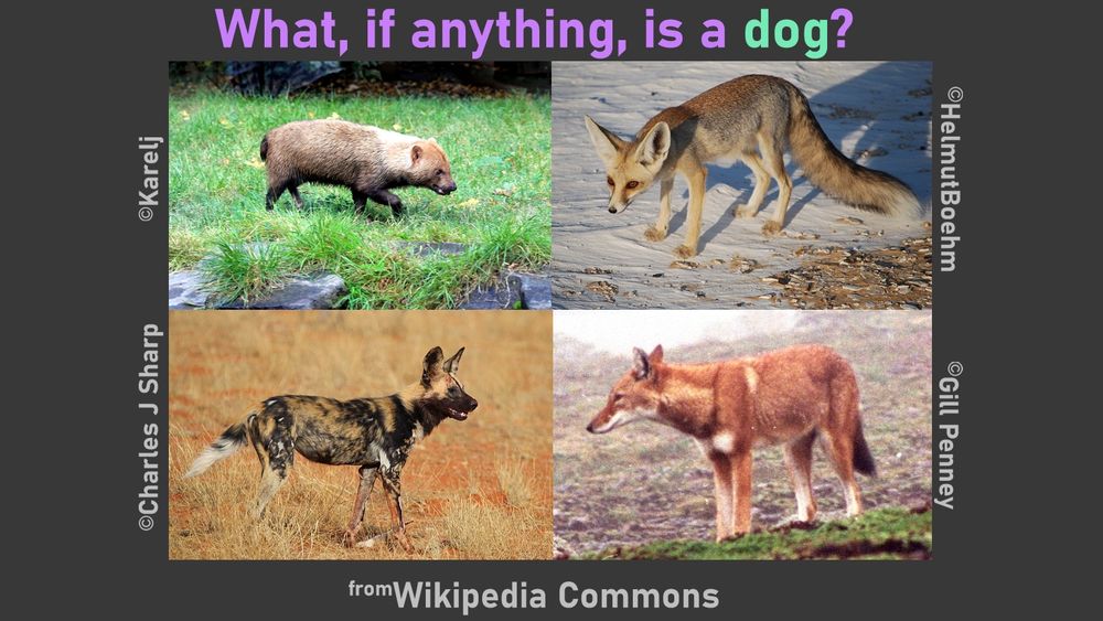 Images of diverse dogs. 
Top left is Speothos, the bush dog. It looks like a bear and a corgi had a baby. 
Top right is Rüppell's fox, which looks exactly like an anime fox. 
Bottom left is the African wild dog, with its beautiful asymmetric coat pattern, long legs, and heavy, almost hyena-like head.
Bottom right is the Ethiopian wolf, with a long, delicate snout.