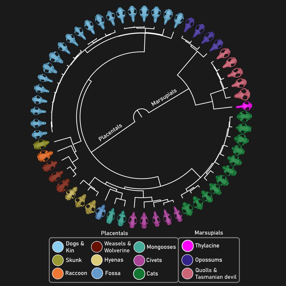 Phylogenetic tree showing examples of skulls from every species sampled, coloured by Family. Counter-clockwise from top left:
Canidae (dogs & kin), Mephitidae (skunks), Procyonidae (racoons), Mustelidae (weasels & wolverine), Hyaenidae (hyenas), Eupleridae (fossa), Herpestidae (mongooses), Viverridae (civets), Felidae (cats), Thylacinidae (thylacine), Dasyuridae (quolls & Tasmanian devil), and Didelphidae (opossums)