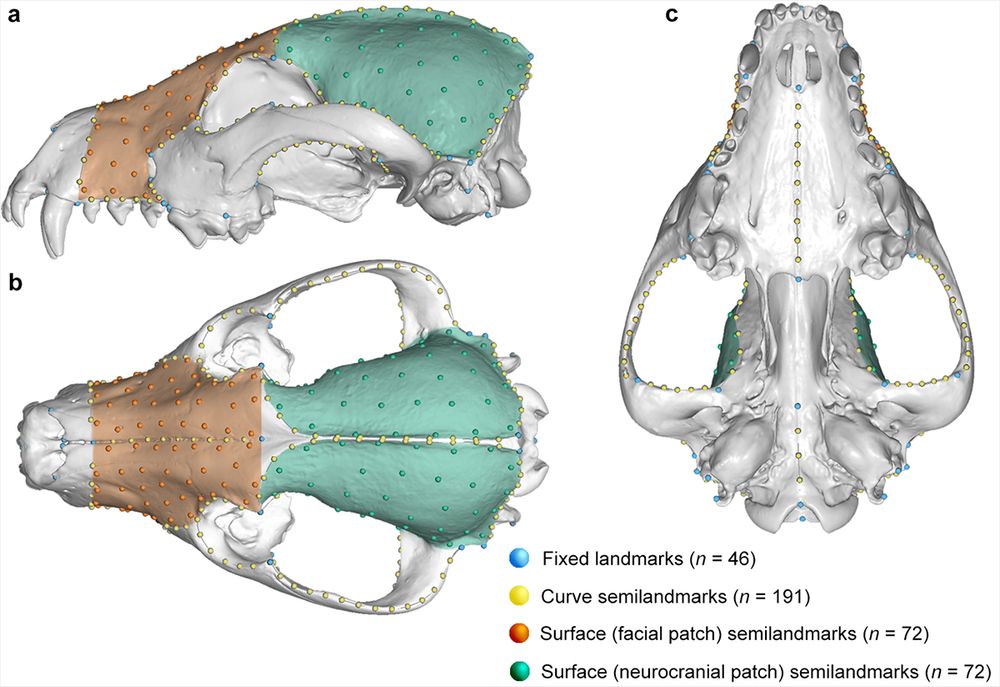 Skull showing the various landmarks placed on the skull in 3D. There are a total of 381 landmarks divided between fixed points, semilandmarks that were allowed to slide on curves, and semilandmarks that were allowed to slide on surface patches. 
This protocol let me measure & compare the shape of animals that may not have had many homologous features.