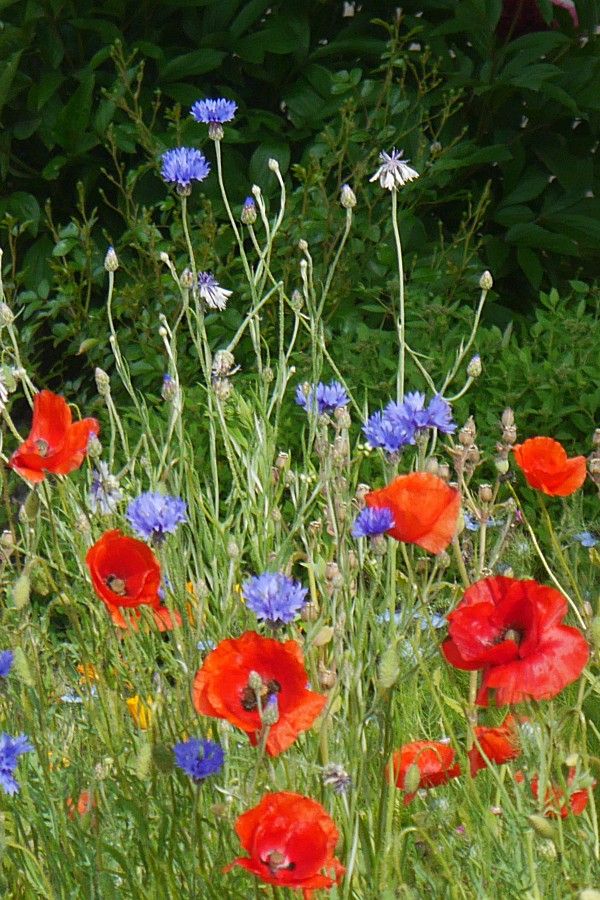 rote und blaue Farbtupfer auf der Wiese aus Mohnblüten und Kornblumen
