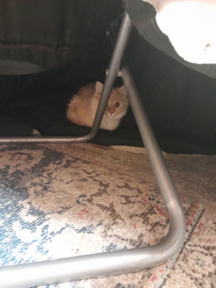 stomper laying under a chair with a blanket draped over top, like a little fort. he looks exceptionally tiny in this image