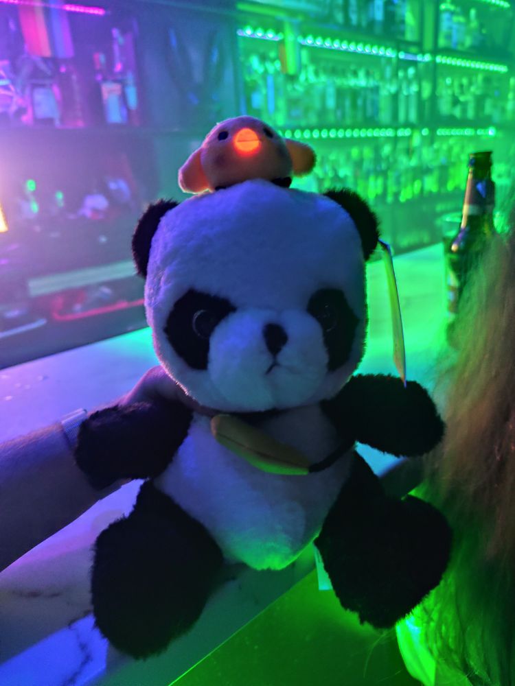 Un panda de peluche con un patito en la cabeza al que se le ilumina el pico al estar en una discoteca. Las luces son verdes a la derecha y moraditas a la izquierda. De fondo hay unas estanterías con licores.