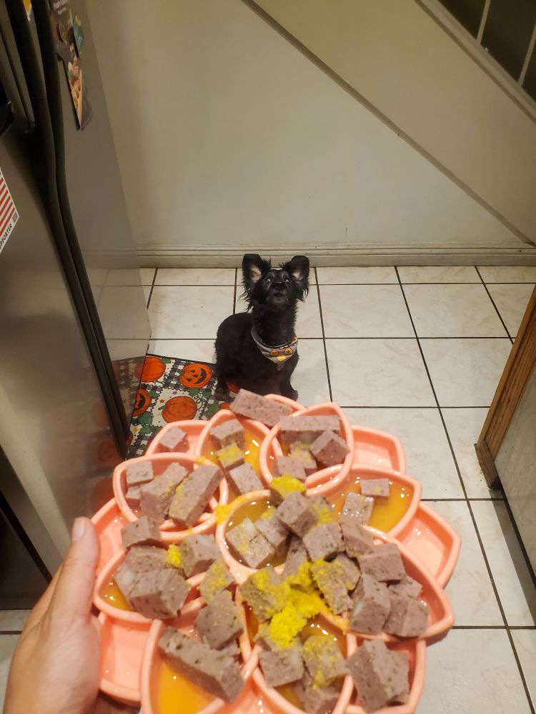 Ringo (a blind black dachshund) sitting down with his ears up waiting for his dinner