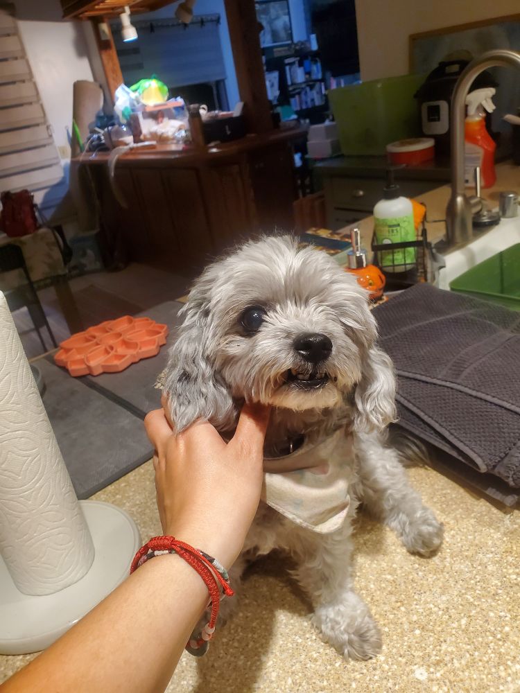 Phoebe (a one eyed Shih Tzu mix) sitting on the counter while I hold her with my left hand