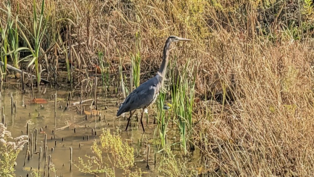 A large wading bird (great blue heron) walks in shallow water at the edge of a pond.