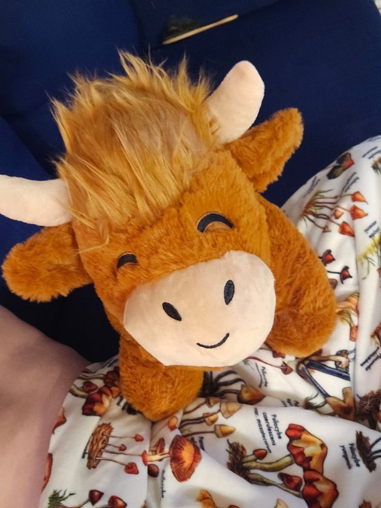 A highland cow plushie