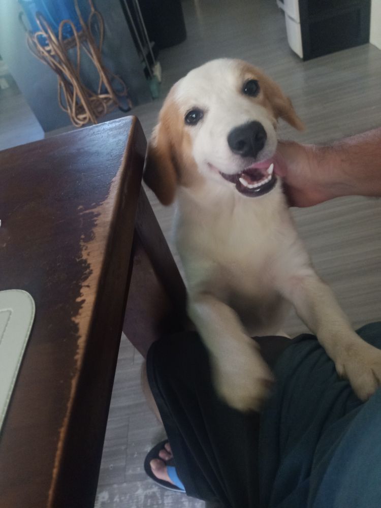 Mai-Mai's pup Natalie, mostly white with tan fur on her back and face, is laughing at the camera and up on her hind legs with her forepaws on my thigh.