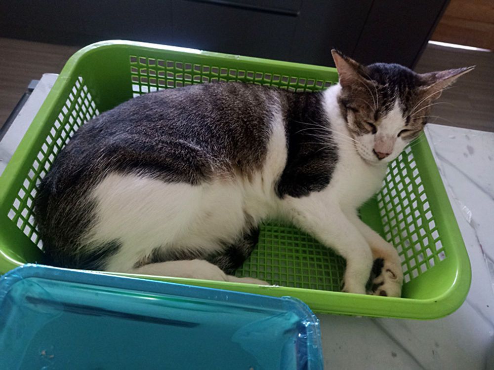 White and mackerel striped Zeba sleeps in a shallow green plastic basket.