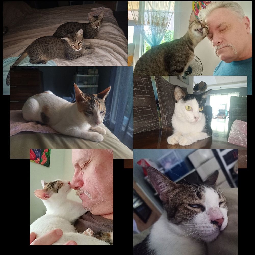 Six of our cats (gray mackerel Huey is in both top photos). Huey and Dewey, nearly identical gray tabbies, Munky, who is white with calico patches, Emo, a tuxedo lady, Mousie who is white with calico patches, and Zeba who is white with gray tabby on top.