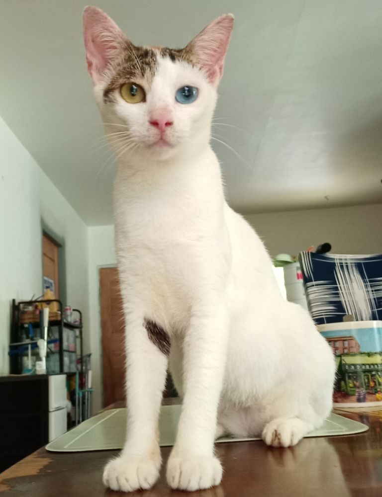 Beautiful Mousie is one of our many cats and appears mostly white with patches of mixed colors and stripes. She has one yellow eye and one blue eye. She is the most affectionate cat I've ever known and.wants almost constant human contact.
