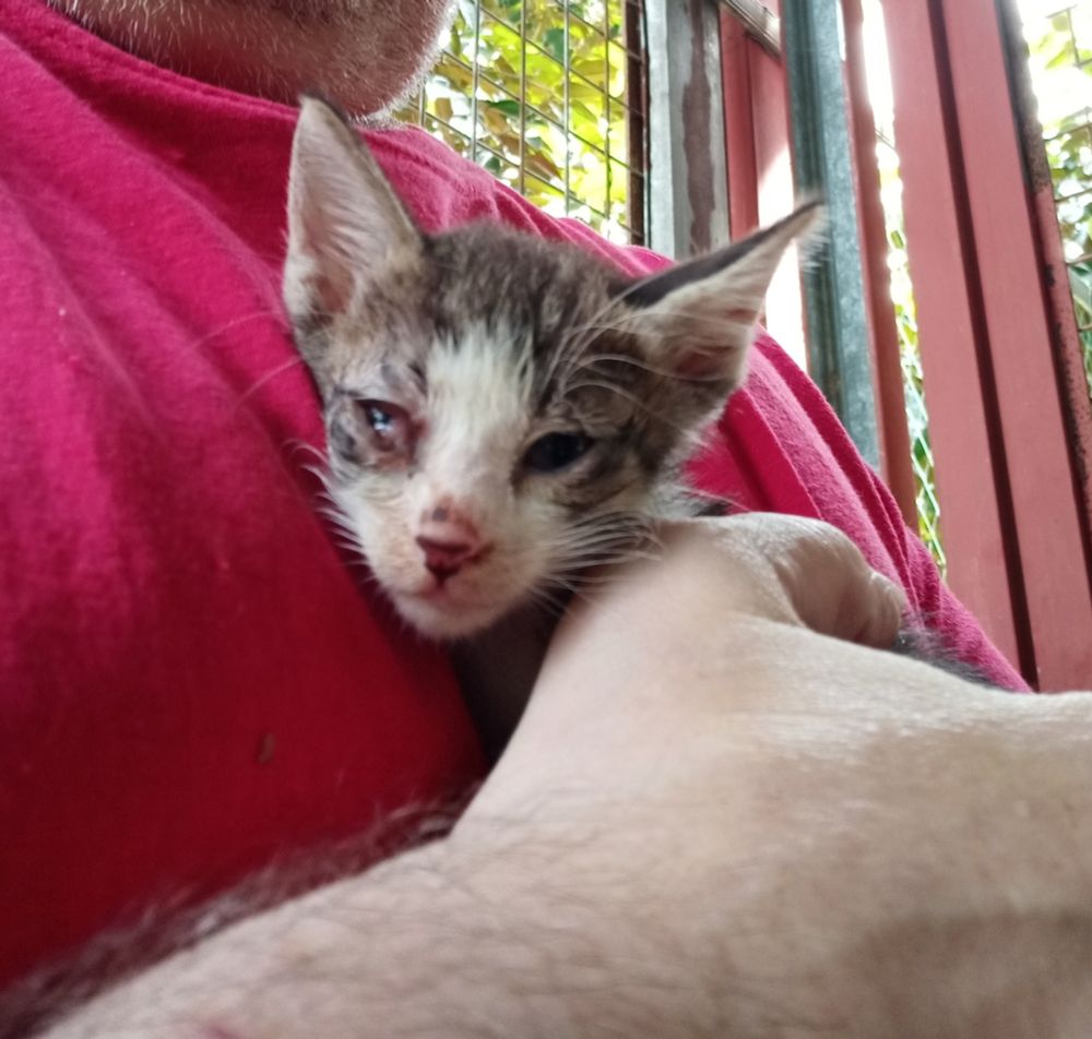 New baby of mixed dark browns and mackerel gray over white has a viral infection that's common here. Her eyes are watery and puffy and she has trouble breathing. I'm holding her in one hand close to my chest.