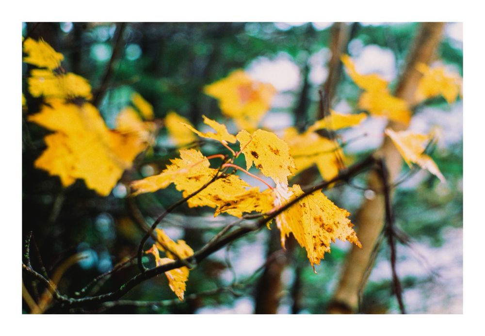 Foliage on the Kancamagus Highway.  Kodak Ektachrome 100 shot with a Minolta Maxxum 7000