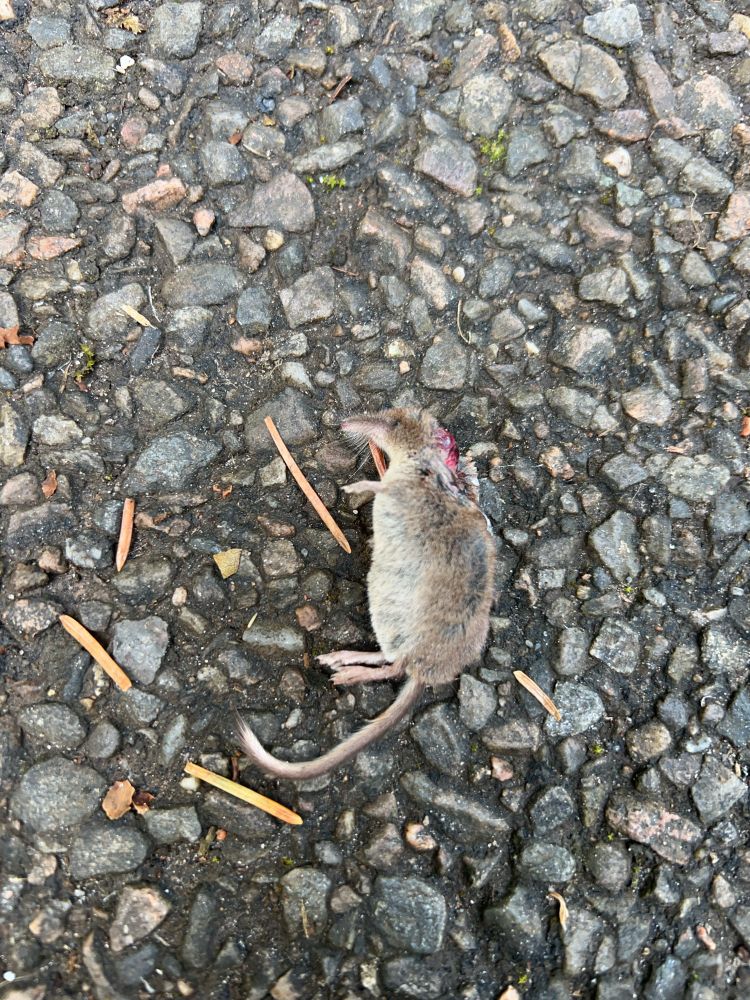 Corpse of a common shrew