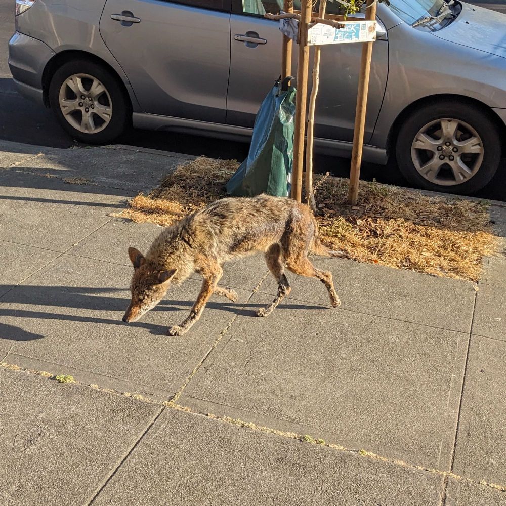 A scruffy coyote in front of a parked car, sniffing at the sidewalk 