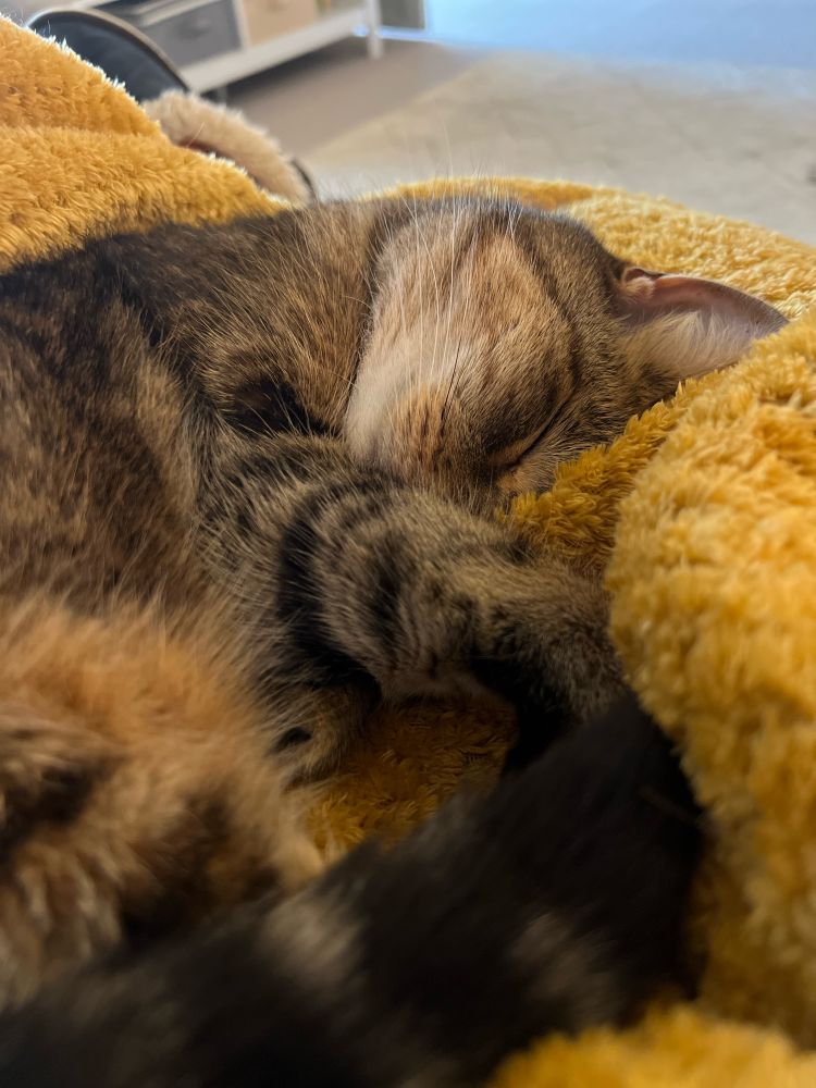 Tabby cat curled up sleeping on a yellow fleece blanket. 