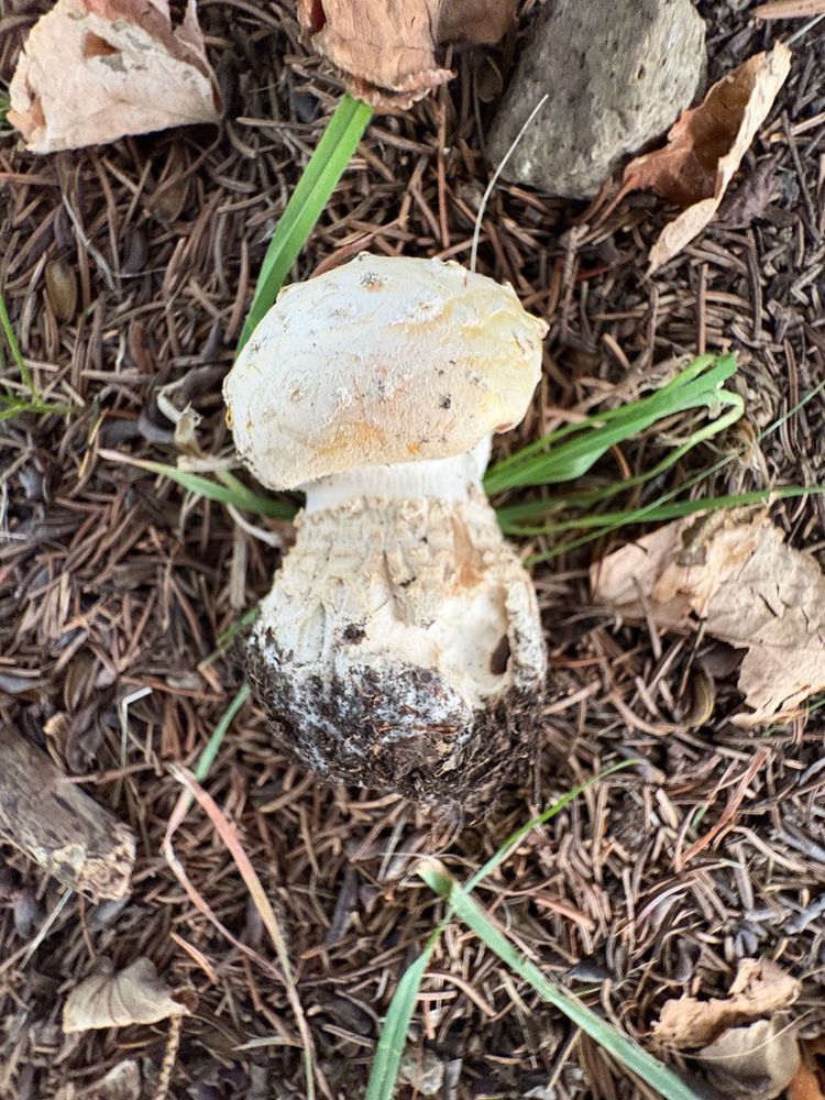 テングタケの幼菌。地面から抜かれている