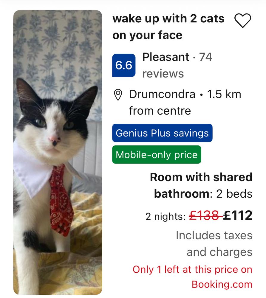 Screenshot of an ad for a private room for rent on booking.com 
The ad features a picture of a very smartly dressed cat 