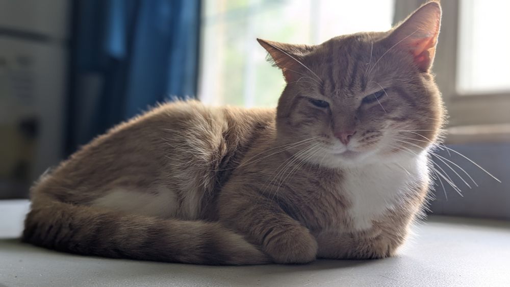 Orange tabby looking smug laying on a table 