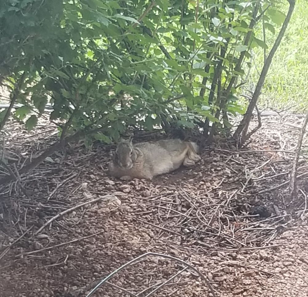 A wild rabbit relaxing on its side, in the shade of a small bush. Some of the landscaping rocks have been dug away so the rabbit could lie on the bare dirt.
