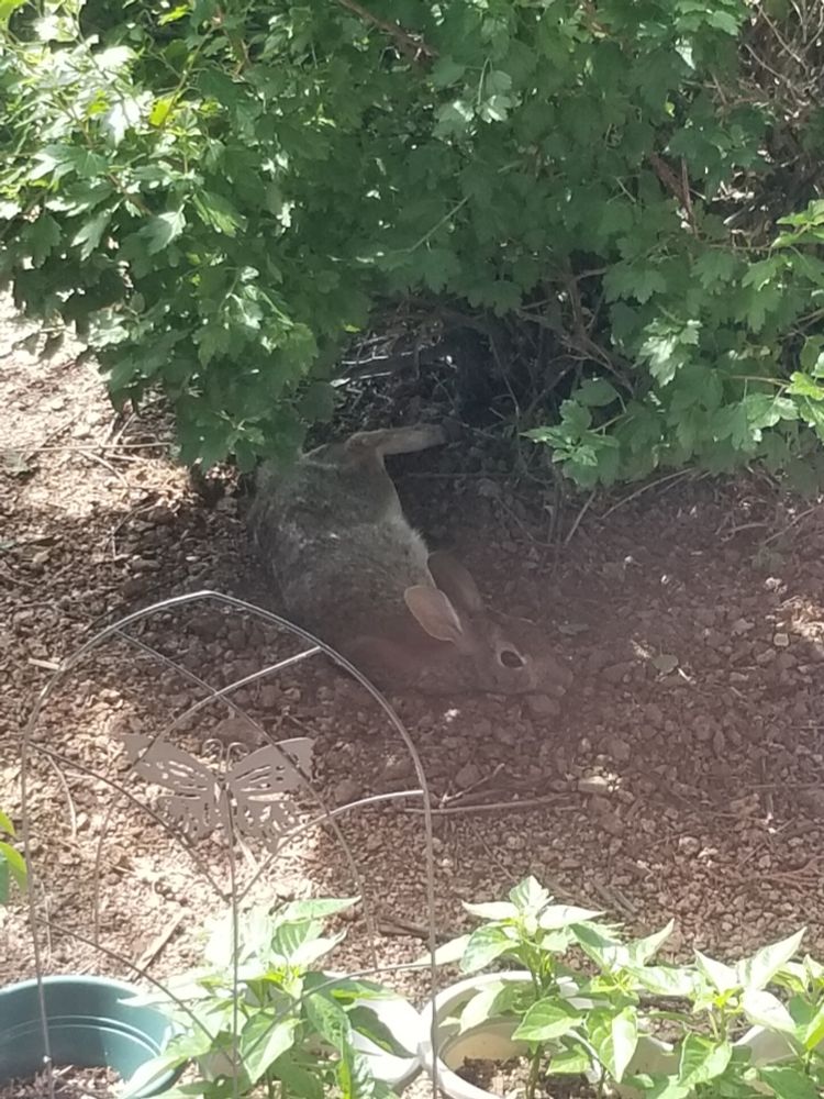 A wild rabbit laying down, stretched out in the shade under a bush. Its ears are up and eyes open. Very alert, but relaxed.