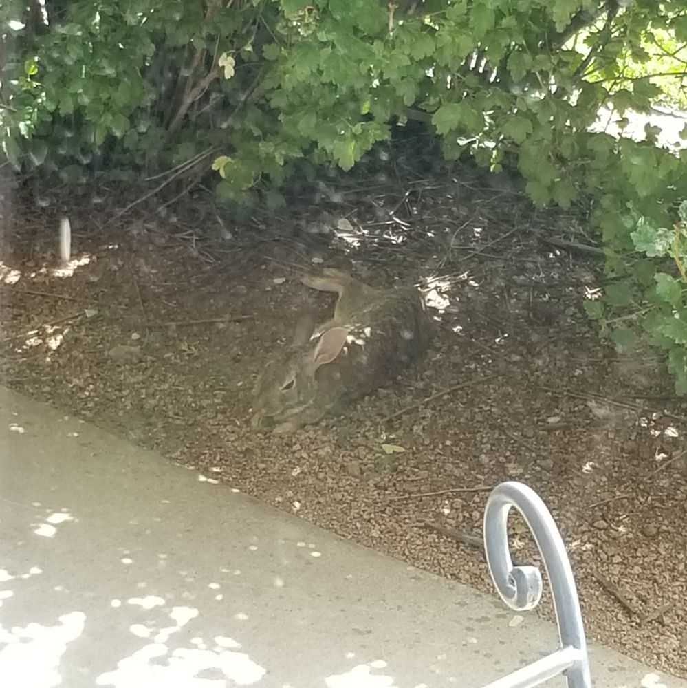 A wild rabbit lying with its back legs stretched out, in the shade of some bushes.