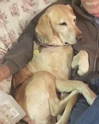 yellow lab