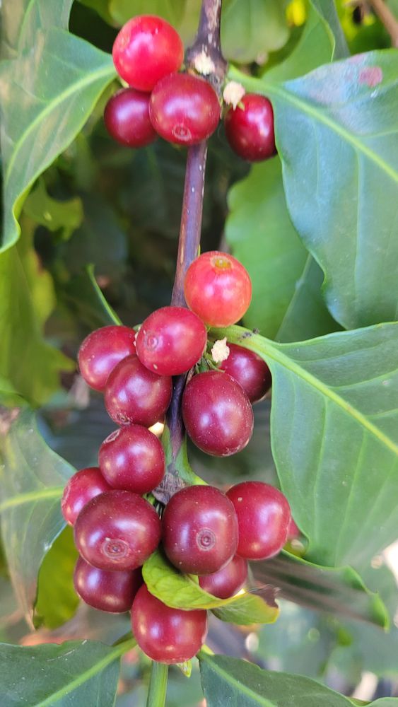 More coffee cherries