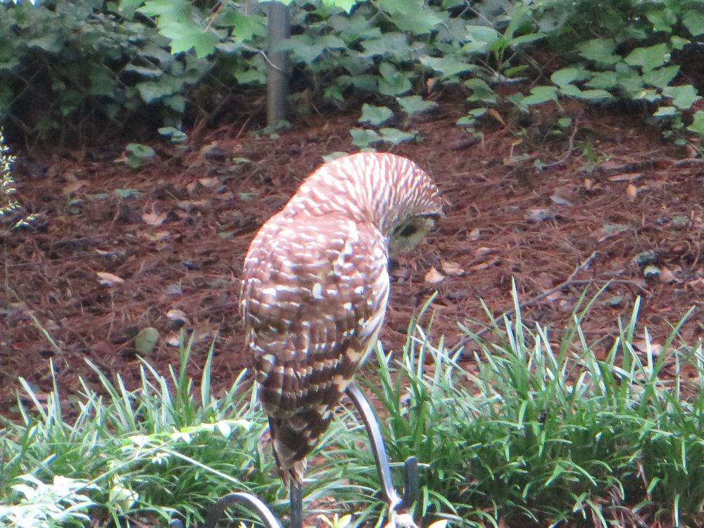 Picture of a barred owl sitting on top of a feeder pole with a blue bench bird feeder dangling below it. The owl looks intently down at the ground with its face mostly in profile.
