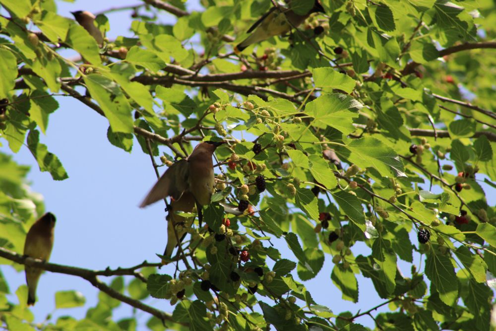 A cedar waxwing eats berries in a Mulberry tree. An out of focus waxwing friend sits on a branch behind him.