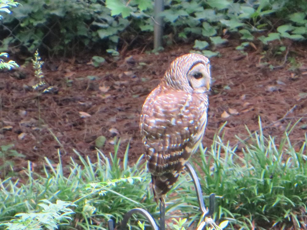 Picture of a barred owl sitting on top of a feeder pole with a blue bench bird feeder dangling below it. The owl looks across to its right with its face partially visible to the camera.