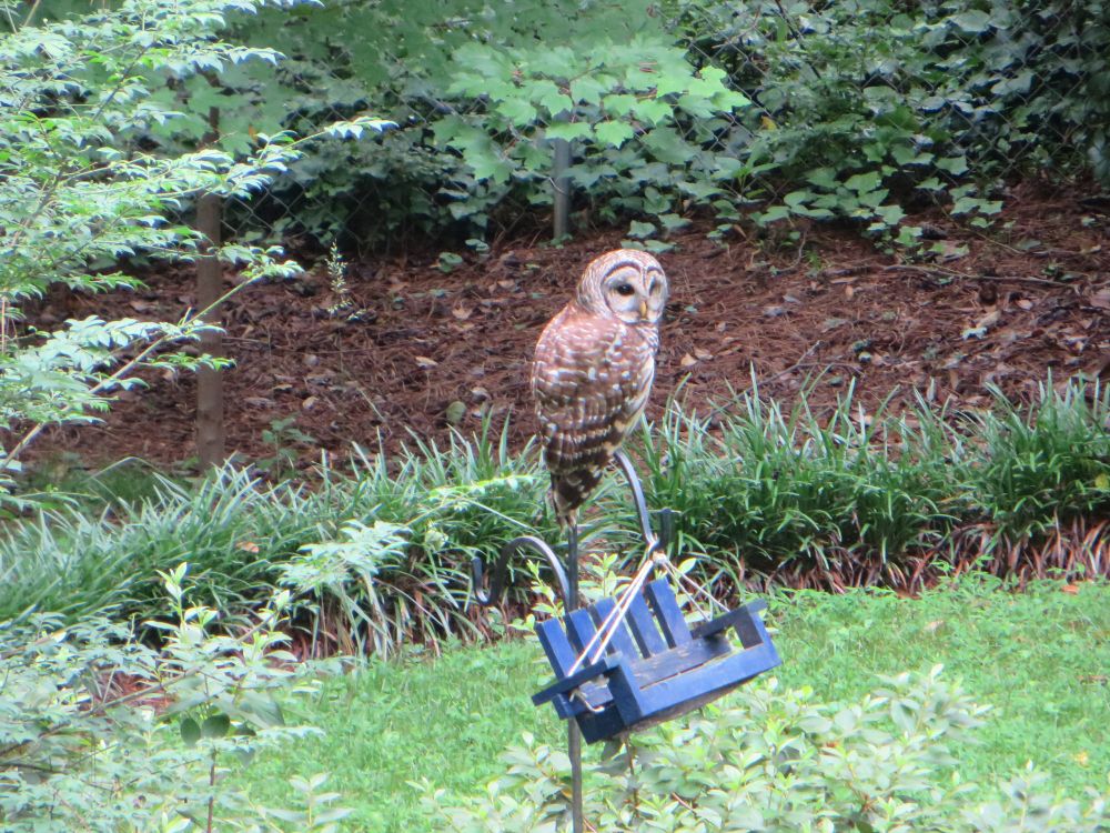 Picture of a barred owl sitting on top of a feeder pole with a blue bench bird feeder dangling below it. The owl looks over its right shoulder with its face mostly visible to the camera.