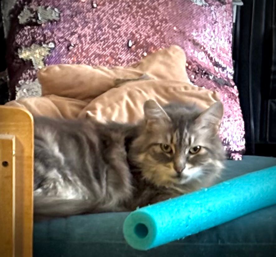 Medium hair grey and cream striped cat laying on teal chair. Her face is toward the camera, ears alert, expression slight grump.