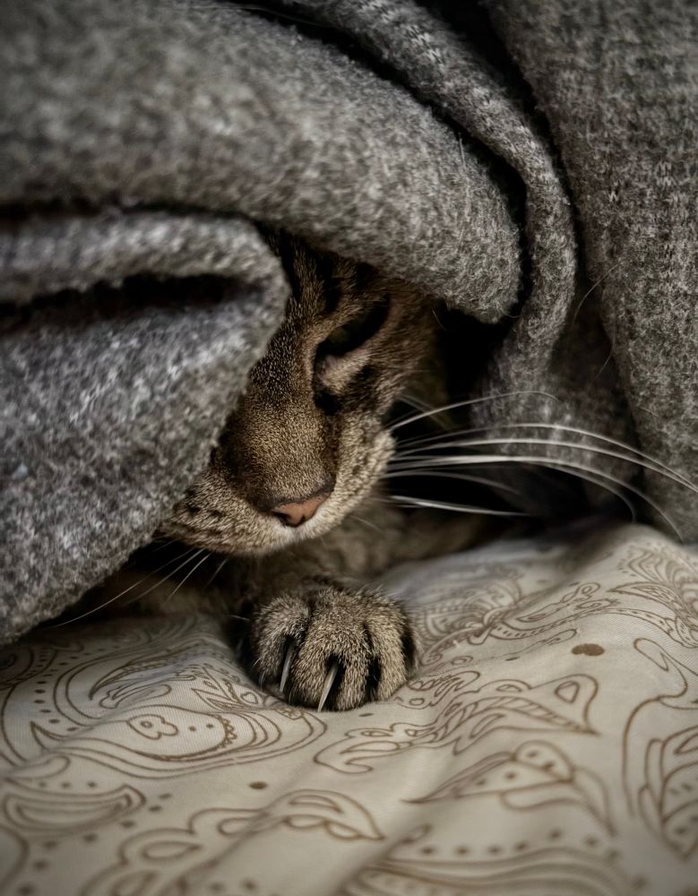 Torbi cat under a blanket, face and one paw visible. Grey blanket on top, white with outlined brown paisleys on the sheet.